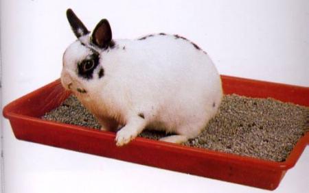 le lapin domestique